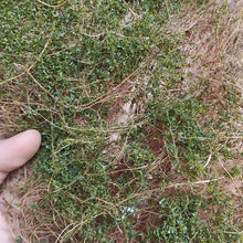 Load image into Gallery viewer, Miniature Hay Vine Grass for Diorama, Early Spring Model Scenery Material, Landscape DIY Supply