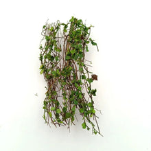 Load image into Gallery viewer, Miniature Ivy Vine Tufts, Fairy Garden Greenery, Diorama Landscaping, Dollhouse Plants, Model Railway Scenery
