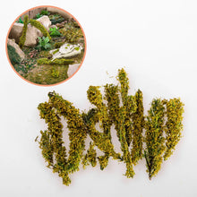 Load image into Gallery viewer, Miniature Shrub Grass Model for Diorama Scenery, Model Railroad Landscape, DIY Terrain Bushes