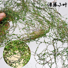 Load image into Gallery viewer, Miniature Vine Model for Diorama Scenery, Train Layout, Wargame Terrain, Sand Table Vegetation Craft Supply