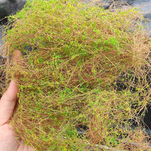 Load image into Gallery viewer, Miniature Hay Vine Grass for Diorama, Early Spring Model Scenery Material, Landscape DIY Supply
