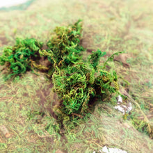 Load image into Gallery viewer, 30/60g Miniature Moss Lichen Grass Model Train Railway Layout Accessories DIY Scenery Landscape Dollhouse Terrarium Diorama Craft Supplies