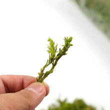 Load image into Gallery viewer, 30/60g Miniature Moss Lichen Grass Model Train Railway Layout Accessories DIY Scenery Landscape Dollhouse Terrarium Diorama Craft Supplies