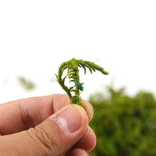 Load image into Gallery viewer, 30/60g Miniature Moss Lichen Grass Model Train Railway Layout Accessories DIY Scenery Landscape Dollhouse Terrarium Diorama Craft Supplies