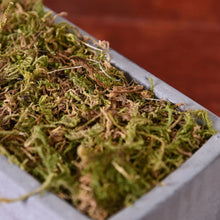 Load image into Gallery viewer, 30/60g Miniature Moss Lichen Grass Model Train Railway Layout Accessories DIY Scenery Landscape Dollhouse Terrarium Diorama Craft Supplies