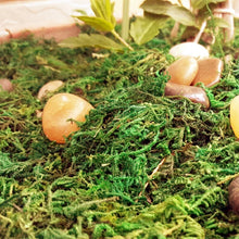 Load image into Gallery viewer, 30/60g Miniature Moss Lichen Grass Model Train Railway Layout Accessories DIY Scenery Landscape Dollhouse Terrarium Diorama Craft Supplies