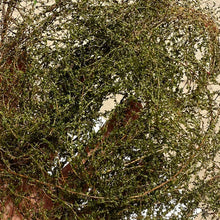 Load image into Gallery viewer, Miniature Vine Model for Diorama Scenery, Train Layout, Wargame Terrain, Sand Table Vegetation Craft Supply