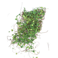 Load image into Gallery viewer, 1 Box Green Simulation Vine for Diorama Model Scenery, Miniature Landscape, Dollhouse, Sand Table, Wargame Terrain Craft Supplies