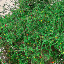 Load image into Gallery viewer, Miniature Vine Model for Diorama Scenery, Train Layout, Wargame Terrain, Sand Table Vegetation Craft Supply