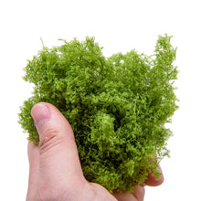 Load image into Gallery viewer, 20g Miniature Grass Vegetation Bush Cluster Vine Model Railway Accessories DIY Scenery Landscape Dollhouse Terrarium Diorama Craft Supplies