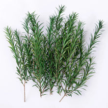 Load image into Gallery viewer, Miniature Wetland Reed Plants and Long Leaf Grass Clusters for HO OO N Scale Dioramas, Military Scenery, Micro Landscapes and Model Making