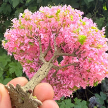 Load image into Gallery viewer, Miniature Cherry Blossom Tree Model Pink 10cm for Diorama Model Train Landscape Craft Supply