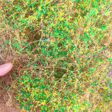 Load image into Gallery viewer, Miniature Hay Vine Grass for Diorama, Early Spring Model Scenery Material, Landscape DIY Supply