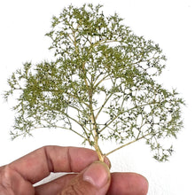 Load image into Gallery viewer, Natural Sea Foam Trees for Diorama Miniature Model Scenery Terrain Railway Landscape Craft Supplies