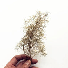 Load image into Gallery viewer, Miniature Quinoa Tree Model: DIY Scenery, Dollhouse, Diorama
