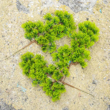 Load image into Gallery viewer, 2pcs 33cm Artificial Pine Trees for Diorama, Model Scenery, Miniature Landscape, Dollhouse Garden, Craft Supplies for Model Making