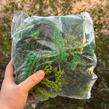 Load image into Gallery viewer, Miniature Plastic Model Trees Set β Mixed Sizes 4β15cm β Diorama & Railway Scenery Craft Supplies (70pcs)