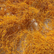 Load image into Gallery viewer, Miniature Vine Model for Diorama Scenery, Train Layout, Wargame Terrain, Sand Table Vegetation Craft Supply