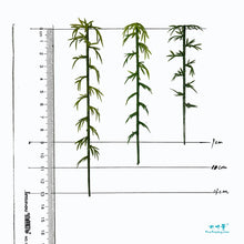 Load image into Gallery viewer, 25pcs Miniature Bamboo Trees Model 9–13cm, Model Railway Layout, Diorama Landscape Supplies