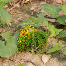 Load image into Gallery viewer, 5 pcs Miniature Shrub Flower Models Train Railway Accessories Forest Fairy Garden Landscape Terrarium Diorama Craft Supplies