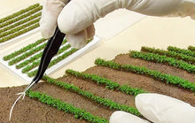 Load image into Gallery viewer, Miniature Vegetable Field Grass Strips for Diorama & Model Layouts DIY Landscape Craft Supplies