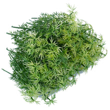 Load image into Gallery viewer, 100 pcs 6cm/8cm/10cm Miniature Bamboo Tree Models Train Railway Accessories Forest Fairy Garden Landscape Terrarium Diorama Craft Supplies