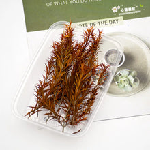 Load image into Gallery viewer, 10cm Miniature Long Leaves Reed Grass Model Train Railway Accessories DIY Scenery Landscape Dollhouse Terrarium Diorama Craft Supplies