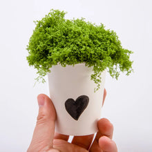 Load image into Gallery viewer, 20g Miniature Grass Vegetation Bush Cluster Vine Model Railway Accessories DIY Scenery Landscape Dollhouse Terrarium Diorama Craft Supplies