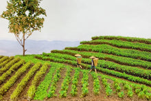 Load image into Gallery viewer, Miniature Vegetable Field Grass Strips for Diorama & Model Layouts DIY Landscape Craft Supplies