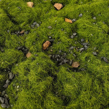 Load image into Gallery viewer, 50g Miniature Ground Grass Rock Particle Model DIY Military Sand Table Scene Layout HO Railway Landscape Terrarium Diorama Craft Supplies