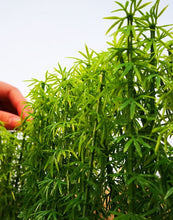 Load image into Gallery viewer, 20 pcs 9-13cm Mixed Miniature Bamboo Tree Models Train Railway Accessories Forest Fairy Garden Landscape Terrarium Diorama Craft Supplies