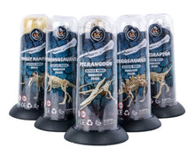 Load image into Gallery viewer, Dino Dinosaur Fossil Skeleton Figure Snap Model Kit DIY Toy Test Tube (6 styles to choose from)