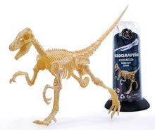 Load image into Gallery viewer, Dino Dinosaur Fossil Skeleton Figure Snap Model Kit DIY Toy Test Tube (6 styles to choose from)