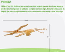 Load image into Gallery viewer, Dino Dinosaur Fossil Skeleton Figure Snap Model Kit DIY Toy Test Tube (6 styles to choose from)