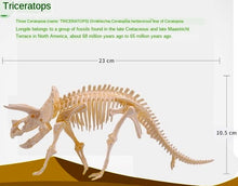 Load image into Gallery viewer, Dino Dinosaur Fossil Skeleton Figure Snap Model Kit DIY Toy Test Tube (6 styles to choose from)