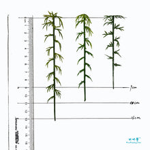 Load image into Gallery viewer, 20 pcs 9-13cm Mixed Miniature Bamboo Tree Models Train Railway Accessories Forest Fairy Garden Landscape Terrarium Diorama Craft Supplies