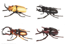 Load image into Gallery viewer, Set of 4 Beetle Insect Part IV 4D 3D Animal Puzzle Realistic Model DIY Educational Toy