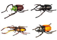 Load image into Gallery viewer, Set of 4 Beetle Insect Part II 4D 3D Animal Puzzle Realistic Model DIY Educational Toy