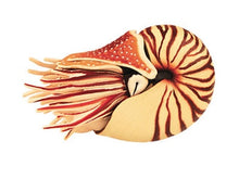 Load image into Gallery viewer, Set of 4 Sea Creatures Animal Part I 4D 3D Puzzle Model DIY Educational Toy