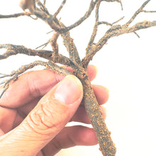 Load image into Gallery viewer, Miniature Wire Tree Trunk Armature 15/18cm for Diorama, Model Scenery, DIY Landscape Supply
