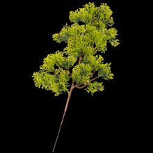 Load image into Gallery viewer, 2pcs 33cm Artificial Pine Trees for Diorama, Model Scenery, Miniature Landscape, Dollhouse Garden, Craft Supplies for Model Making
