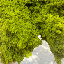Load image into Gallery viewer, 20g Model Vegetation Sponge for Diorama Scenery, Railway Layout Bush Foliage, Miniature Landscape

