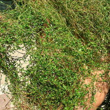 Load image into Gallery viewer, Miniature Vine Model for Diorama Scenery, Train Layout, Wargame Terrain, Sand Table Vegetation Craft Supply

