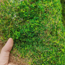 Load image into Gallery viewer, Miniature Hay Vine Grass for Diorama, Early Spring Model Scenery Material, Landscape DIY Supply
