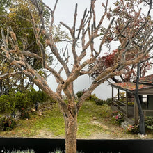 Load image into Gallery viewer, Miniature Wire Tree Trunk Armature 15/18cm for Diorama, Model Scenery, DIY Landscape Supply
