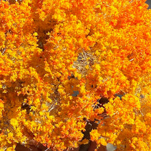 Load image into Gallery viewer, Miniature Autumn Wire Tree 10/15cm Model for Dollhouse, Architectural Scenery, DIY Landscape Projects
