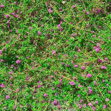 Load image into Gallery viewer, Miniature Vine Model for Diorama Scenery, Train Layout, Wargame Terrain, Sand Table Vegetation Craft Supply
