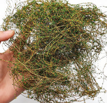 Load image into Gallery viewer, Miniature Hay Vine Grass for Diorama, Early Spring Model Scenery Material, Landscape DIY Supply
