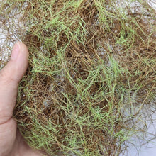 Load image into Gallery viewer, Miniature Hay Vine Grass for Diorama, Early Spring Model Scenery Material, Landscape DIY Supply
