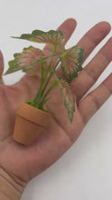 Load and play video in Gallery viewer, 1/12 Scale Dollhouse Mini Taro Turtle Back Plant, Green Potted Plant Miniature, Scandinavian Style Decor, Mini Garden Scene Accessory
